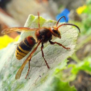 Il-Calabrone-Vespa-Crabro