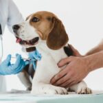 Quali vaccinazioni far fare al cane?