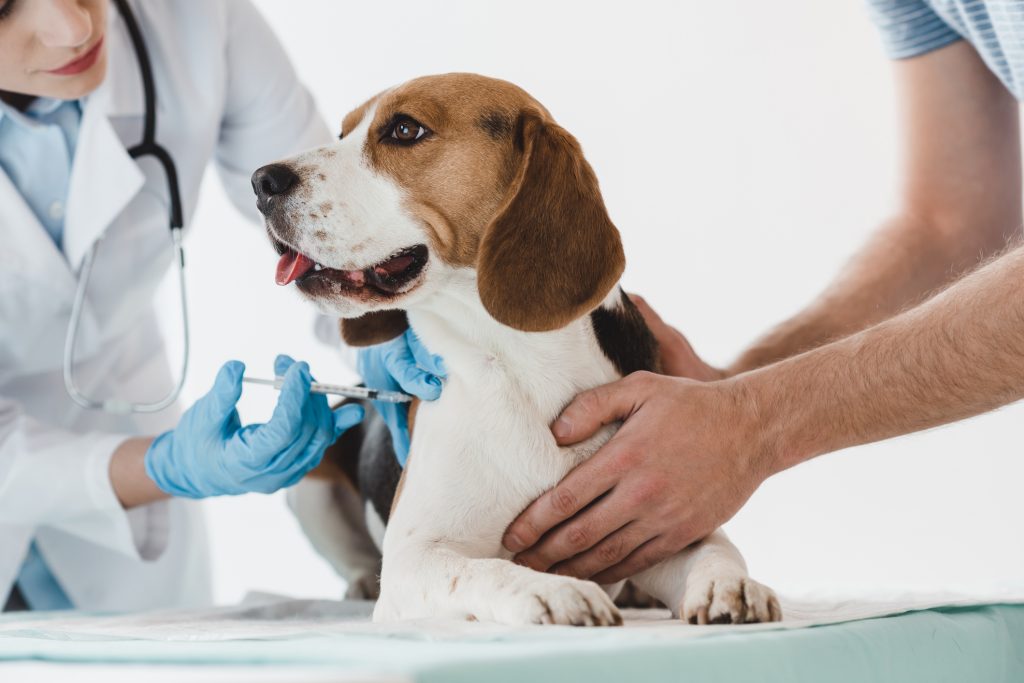 cropped-image-of-man-holding-beagle-while-veterinarian-doing-injection-by-syringe-to-it-966384466_2122x1416-1024x683